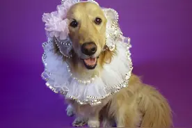 家里有条爱臭美的狗狗，主人我赶紧把面膜、衣服裙子统统藏起来图片