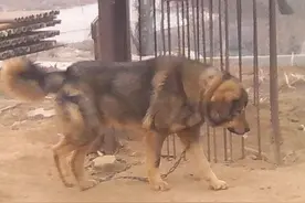 藏獒和獒狼杂交的超级猛犬，獒狼太霸气图片