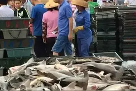 国外需花费数万元观看的锤头鲨，却惨遭几块钱一斤的贱卖图片