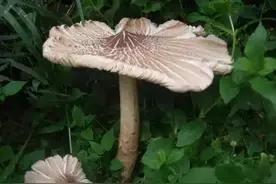 藏在云南大山里的那些美味诱惑 吃过10种才叫云南人!图片