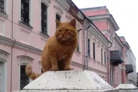 胖橘猫老爱在博物馆附近游荡，有天突然自愿当起警卫图片