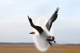 新手学习日语必须掌握的初级日语表达方法二图片