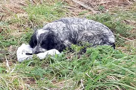 狗狗在路边不断舔塑胶袋里的东西，靠近一看里面的东西让人心碎图片