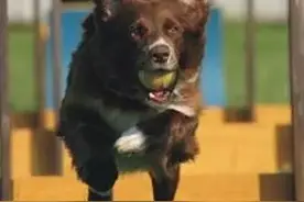 边牧伴侣犬知识-你的狗狗有玩具吗？你知道狗狗需要哪些玩具吗？图片