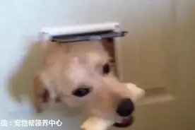 他给猫咪做了个活动门，结果家里的3只大狗狗轮流做着爆笑的事情图片
