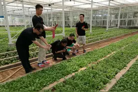 看看西沙守岛官兵的菜地图片