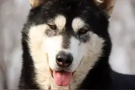 谁说阿拉斯加是三傻之一？雪橇犬中的极品花美男，汪届版宋仲基！图片