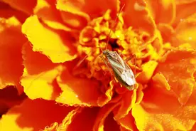 今年使用哪些手机号的人，可以飞黄腾达？图片