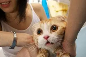 猫被主人托着冲澡，全靠爪子笔画，其中的意思让人哭笑不得图片