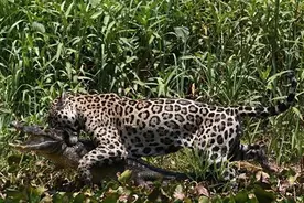 美洲豹被鳄鱼弄瞎一只眼睛后，从此便开始对鳄鱼展开疯狂杀戮！图片