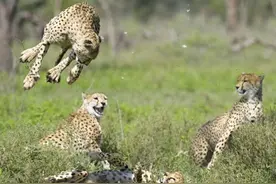 两只猎豹不知何故 突然就开始激烈的打架 最后多只猎豹过来劝架图片