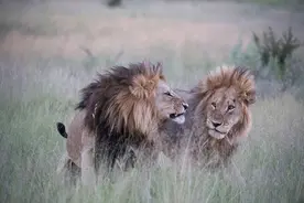 摄影师本以为两头公狮是兄弟情深，没想到下一秒行为让她面红耳赤图片