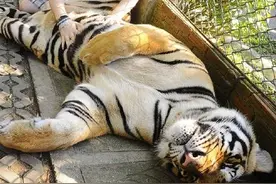 挠痒痒真的是太舒服了~狐狸宝宝都笑成猫了~图片