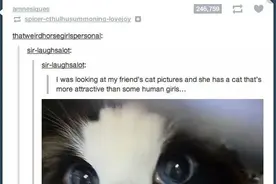 25张就算你笑点很高也能轻松把你突破的爆笑猫咪照片图片