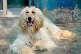 世界公认最笨的阿富汗猎犬，你这么笨你的主人知道吗图片