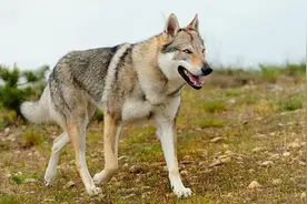 与狼近亲的捷克狼犬，狼性十足勇猛赛藏獒图片