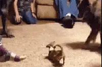 萌宠萌图第335波：越狱大师教你怎么从一个密室里逃脱图片