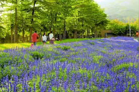 厦门海沧区旅游产业发展的亮点和特色图片