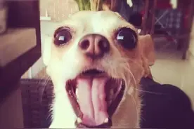 千姿百态的吉娃娃图片