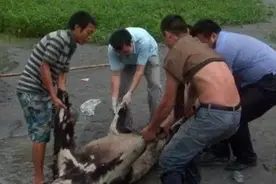 震惊！农民挖出人形怪物,疑为太岁图片