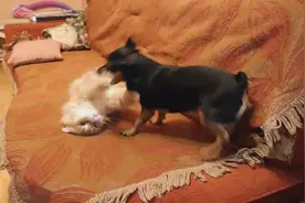 活泼的小鹿犬挑衅缅因猫，佯攻不成，改走暗道，结果还是无功而返图片