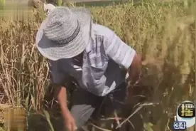 纳尼，这种草竟然是美食？白露草，你吃过吗？视频封面