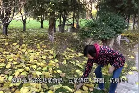 采冬桑叶做长寿茶，减肥，美人，降血糖视频封面