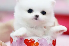 茶杯泰迪犬图片，超有爱宠物茶杯犬，简直萌翻了图片