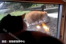 超肥黄猫猫好树懒附身！20秒爬1层台阶，同伴看傻眼：终于走了图片