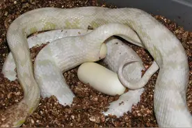 蛇生蛋和小蛇破壳全过程，没有一点点防备，就这样做妈妈了？图片