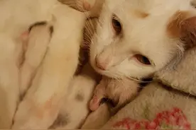 毁三观！老鼠竟然帮猫带孩子！图片