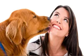 狗狗舔不同东西的不同理由，你真的都造吗？像爱舔尿竟是因为..图片