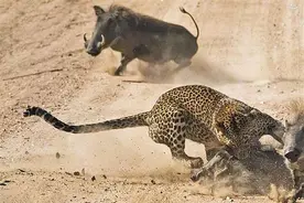 花豹偷偷叼走小疣猪，疣猪妈妈的反应让人吓得一抖图片