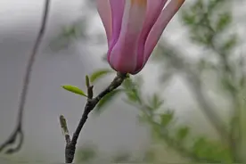 春日相约渭南沋河公园一起来赏花（高清组图）图片