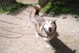 爆笑哈士奇一开始讨厌主人的按摩器，谁知用过后整个表情瘫软了图片