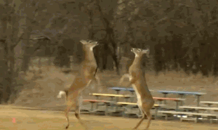 动物之间的打架，但是，好好打架不行啊，卖什么萌啊！图片