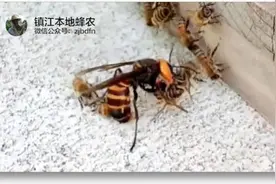 惊！一群小蜜蜂群殴大黄蜂，画面好残忍！图片