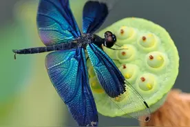 色彩斑斓的蜻蜓图片