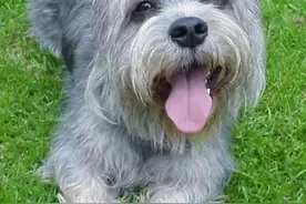 濒临绝种短脚长身梗，最擅长的竟然是抓老鼠图片