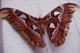 女子后院翻出超大毛毛虫,看起来很吓人，没想到长大后却这么美丽图片