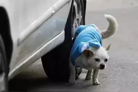 讲真！你的车被狗尿过吗？预防狗尿这几招很灵图片