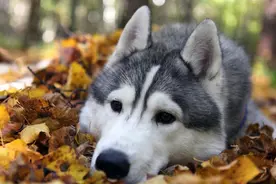 如何喂养哈士奇，应该走出哪些误区？！图片