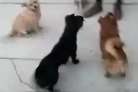 2016年养的狗视频封面