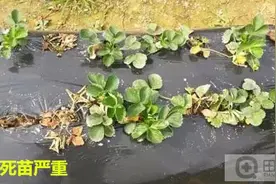 应对草莓根腐病，您准备好了吗？图片