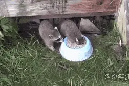 是浣熊不是小熊猫图片