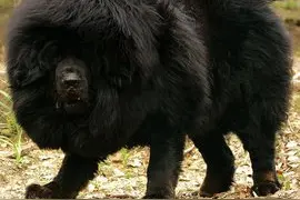 巨型藏獒，体重可达300斤的陆地最强犬图片