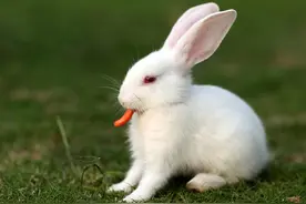 高效治兔病11法图片