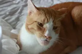 那些年被蜜蜂蛰过的猫，各种肿，各种不对称图片