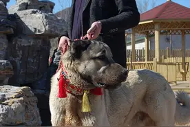 给坎高犬吃生肉的好处，你知道多少？图片