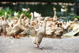 鸭蛋中的“黄金蛋”，怎能错过？图片